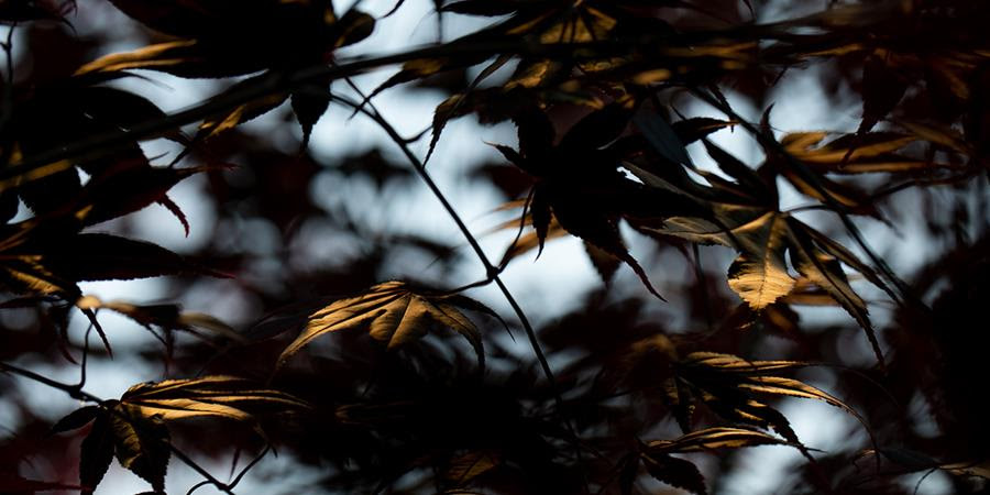 Image credit: Jenna Keiper, dapple (detail), 2020, photograph, Bellingham.