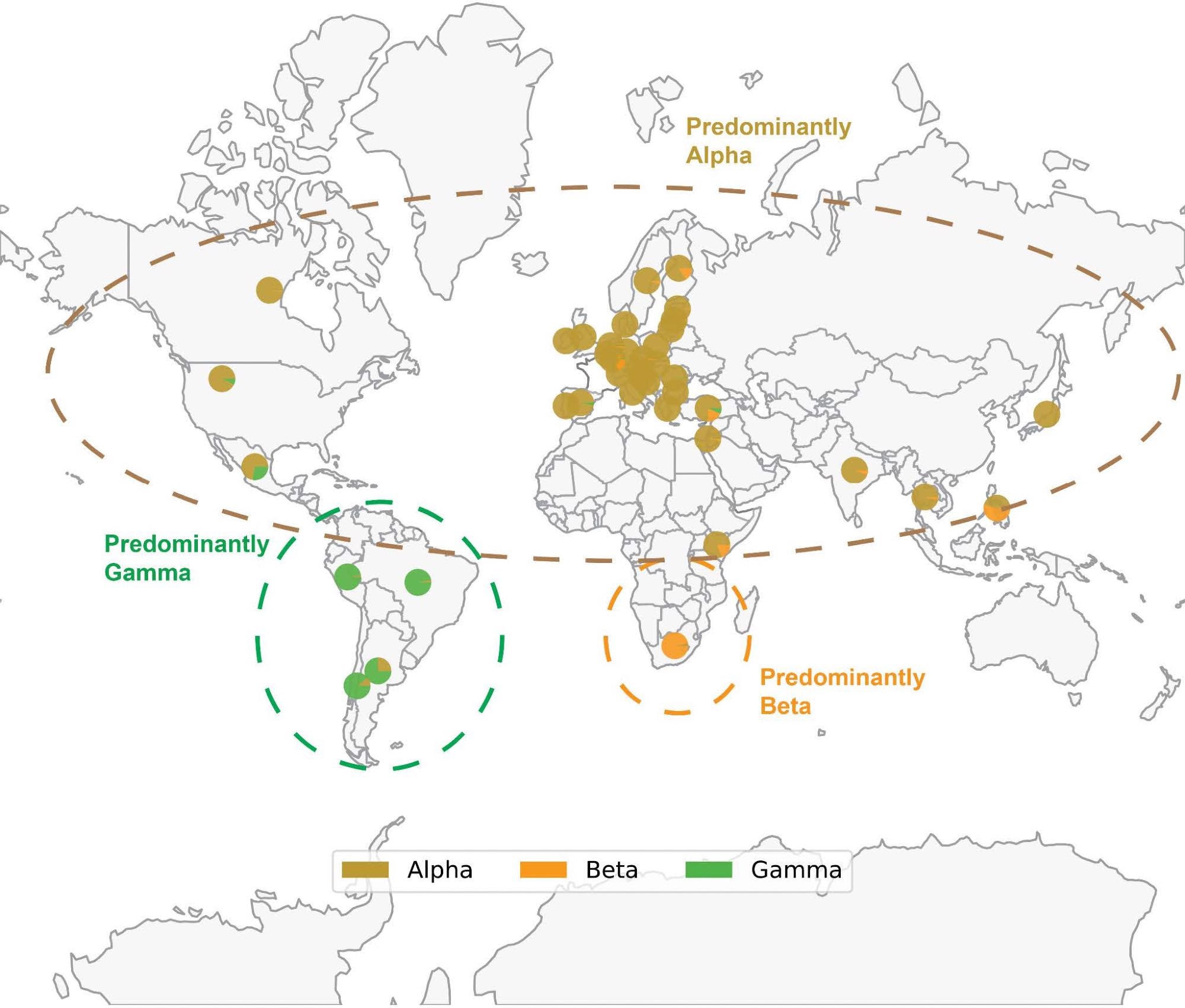 Map of SARS-CoV-2 VOC prevalence by geographic region. Geographical distribution of Alpha (B.1.1.7), Beta (B.1.351) and Gamma (P.1) variants based on sequences deposited in GISAID through December 14, 2021. Each pie chart shows the proportion of Alpha, Beta or Gamma sequences deposited in the country. Note that the denominator is the number of sequences labeled as any of these three variants, rather than the total number of sequences deposited in that country. Thus, each pie chart answers the following question: “Of all genomes deposited in a given country which were assigned as Alpha, Beta, or Gamma, what proportion of genomes was assigned to each of these three lineages?” The prevalence of Delta and Omicron are not shown to better highlight the geographical distribution of Alpha, Beta, and Gamma; however, Delta and Omicron are currently or have previously been highly prevalent in the regions shown. Only countries where at least 1000 sequences are deposited are shown. The variants depicted, which circulated at approximately the same time, generally became prominent in geographically distinct regions.