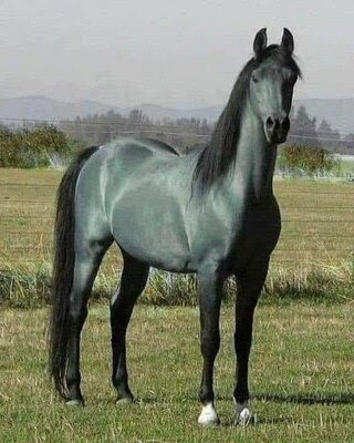 Horse-Blue-Roan