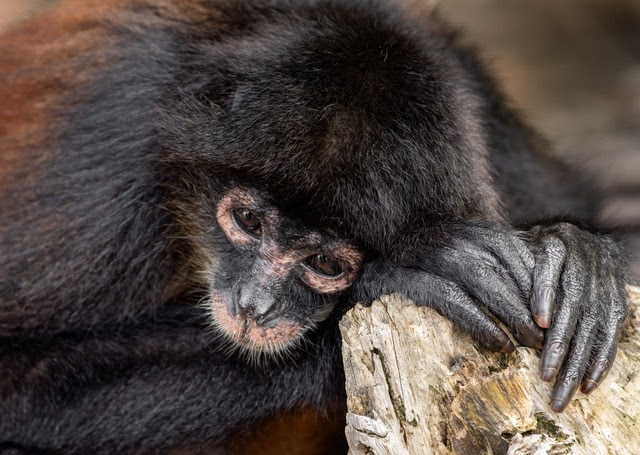 Spider monkey resting her head on her arms