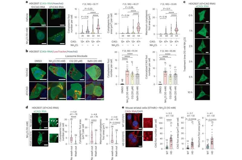 Study uncovers potential new source of genetic mutations that cause neurodegenerative disease