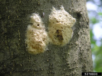 Two tan, fuzzy egg masses with small holes in them on a tree trunk