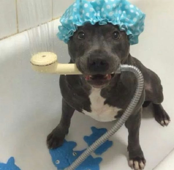 Dog enjoying its bath