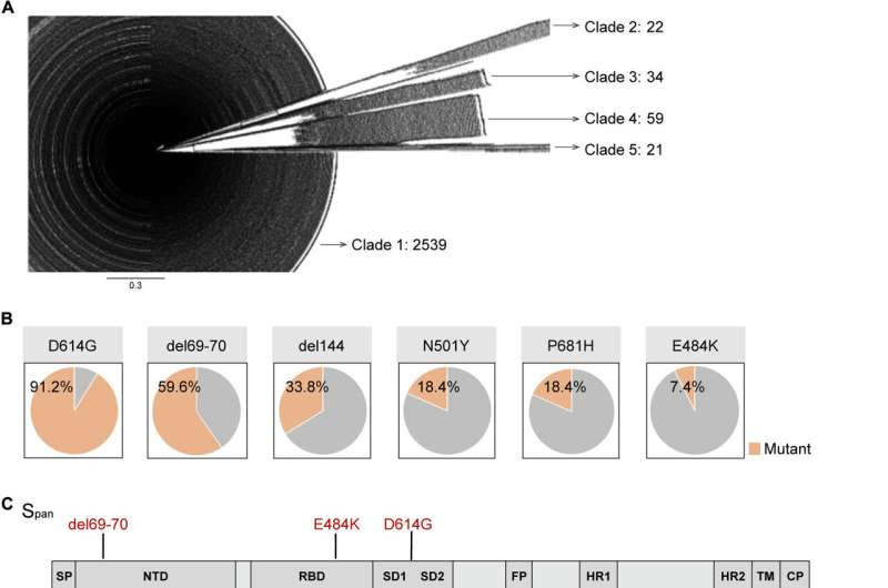 Evolutionary history of SARS-CoV-2 leads to a universal vaccine already being tested in animal models