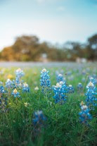 blue bonnets