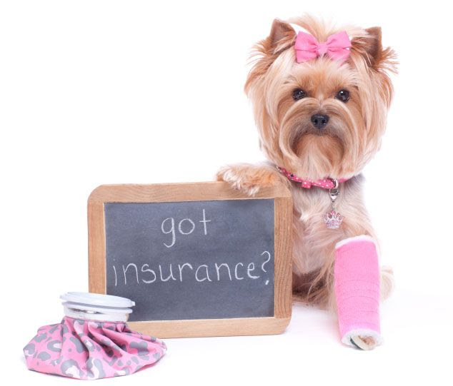 Should your pets be insured?