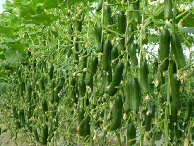 Mãn nhãn với những vườn cây cho ra trái trĩu trịt tưởng chỉ có trong mơ - Ảnh 6.