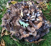 Hen-of-the-Wood