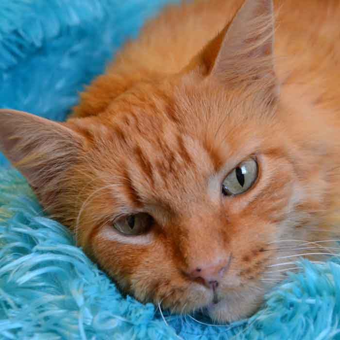 SpayMart Volunteer Day