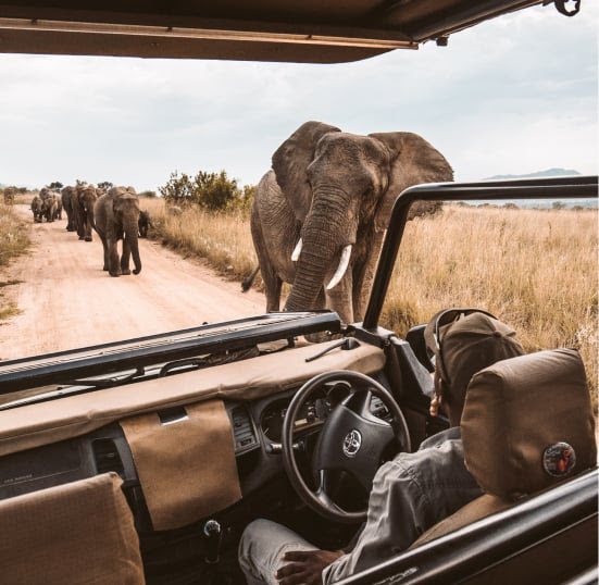 Wild Safari