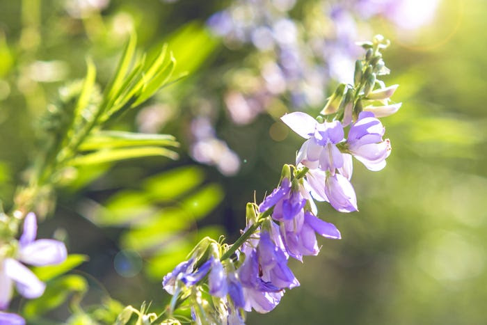 french lilac