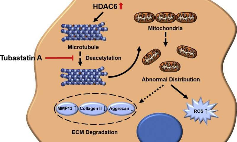 New research reveals potential treatment to delay and manage osteoarthritis