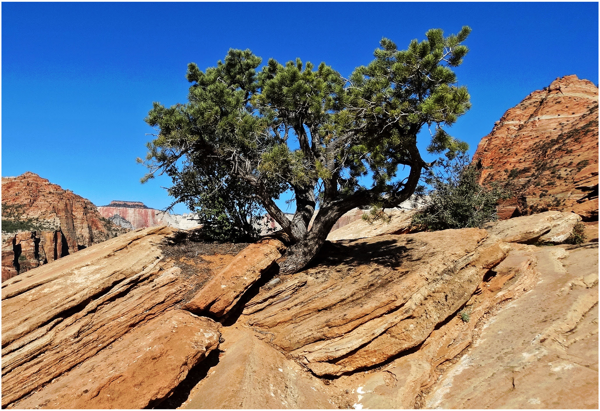 tree in rocks