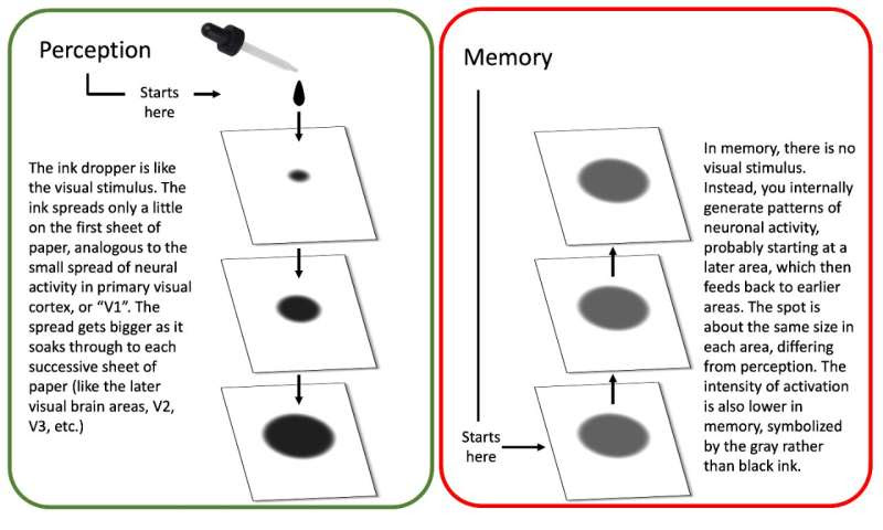 Study offers new insights into how the brain separates perception from memory