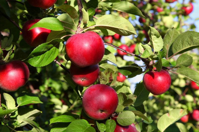 Apple Macintosh Fruit