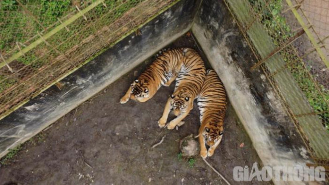 Vì sao hàng chục con hổ ở Thanh Hoá, Nghệ An cho không ai lấy? - 1