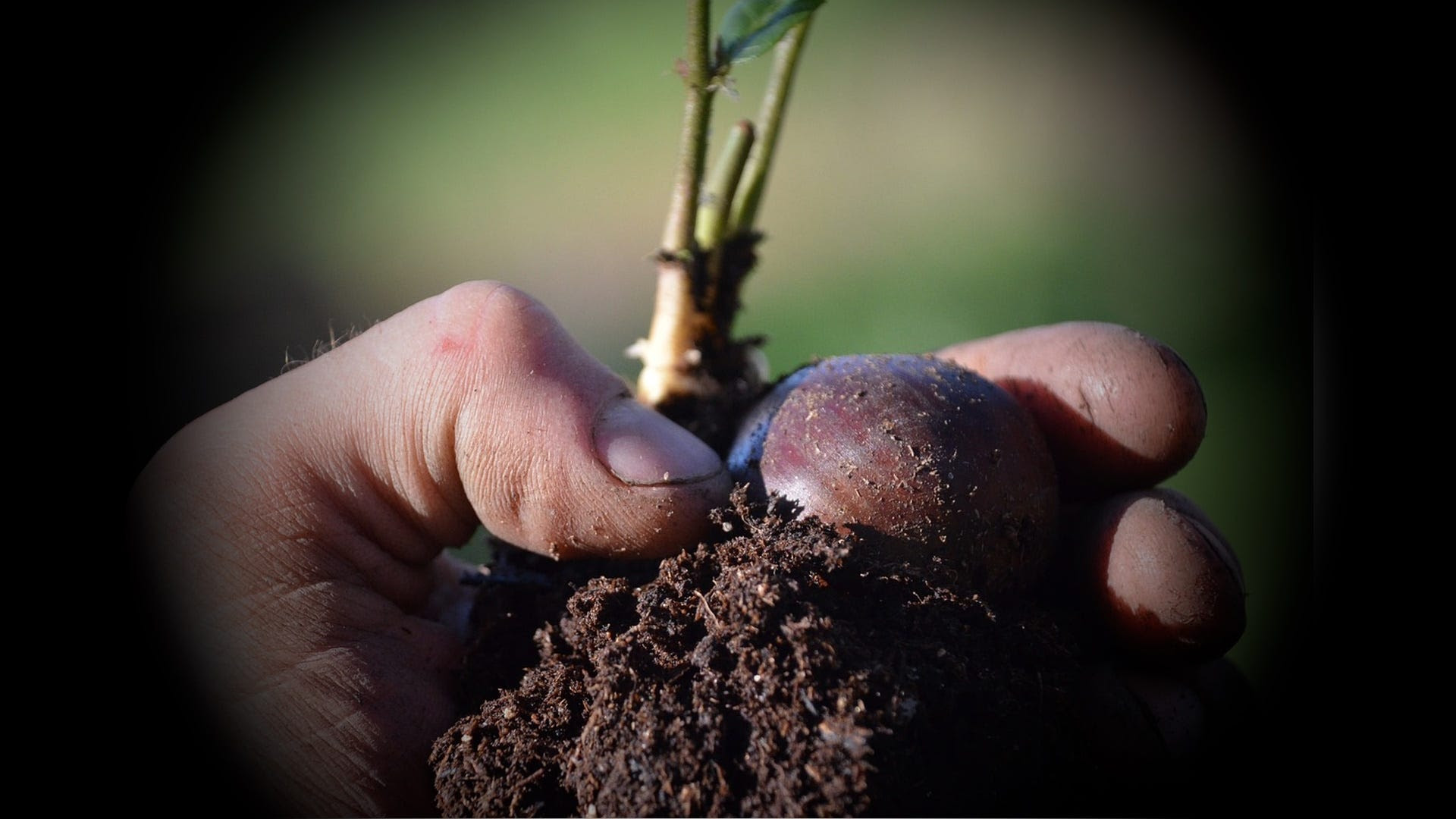  A Beginner’s Guide to Permaculture, With Jim Gale Https%3A%2F%2Fsubstack-post-media.s3.amazonaws.com%2Fpublic%2Fimages%2F4189b104-664e-4e89-a07b-c0ea3ff9375e_1920x1080