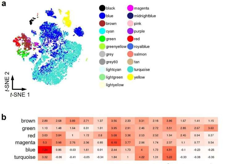 Safer mass production of islet-like endocrine cells for transplantation in diabetes