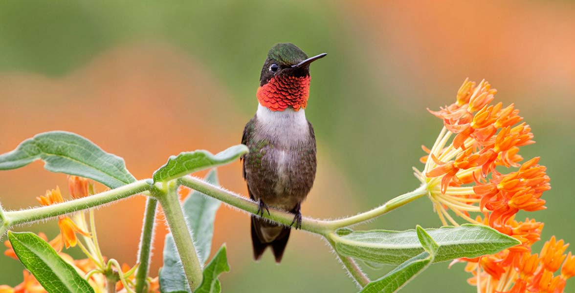 Ruby-throated Hummingbird.