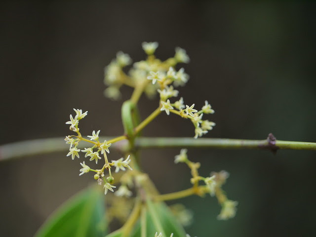 Pristimera indica (Willd.) A.C.Sm.