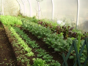 Winter salad beds in the tunnel - Endives, land cress, ragged Jack Kale, lettuce etc.