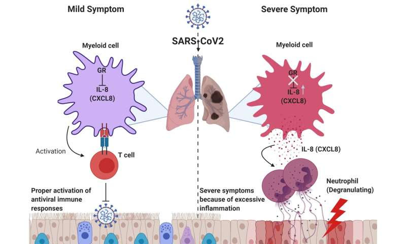 Biomarker predicts who will have severe COVID-19