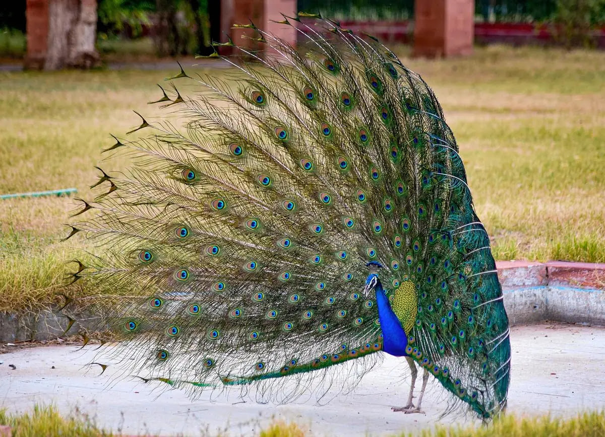 बीकानेर में एक मोर अपने रंगीन पंखों को प्रदर्शित करते हुए.