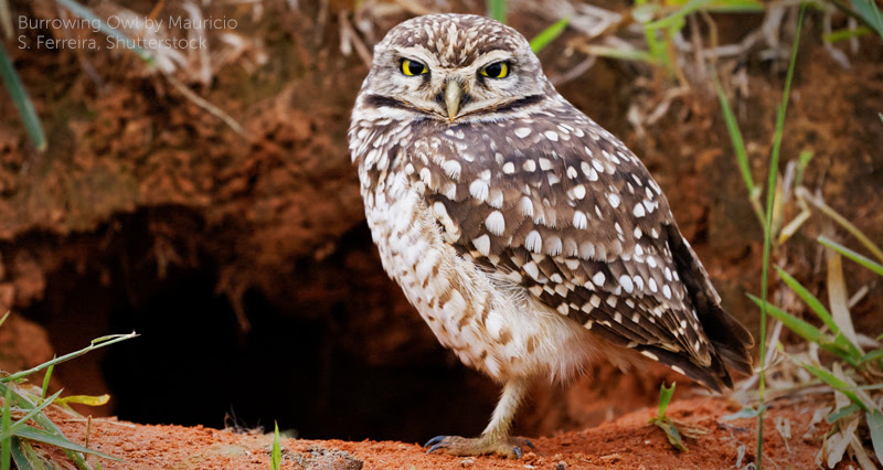 image of Burrowing Owl by Mauricio S. Ferreira, Shutterstock