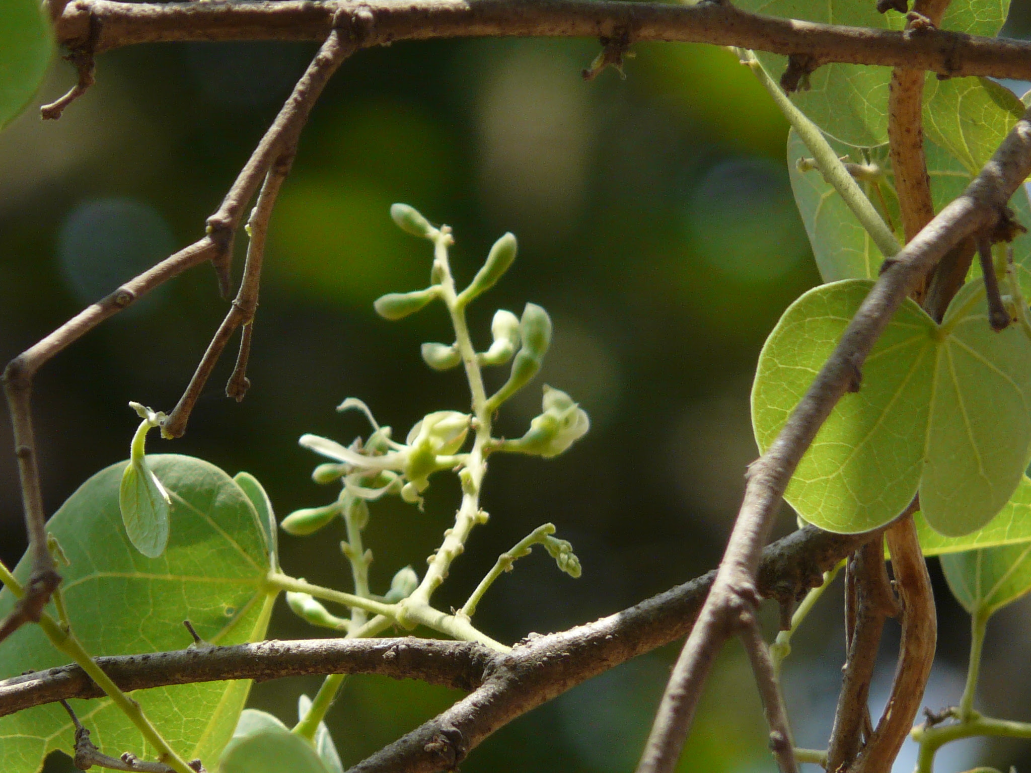 Bauhinia racemosa Lam.