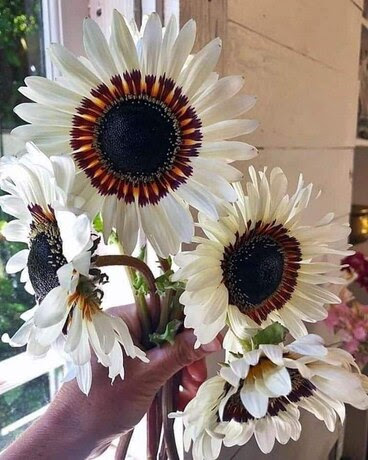 Sunflowers-White