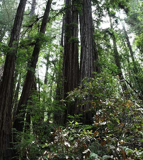 UCI-led study finds single molecule within a specific plant used by Native Americans can treat both pain and diarrhea