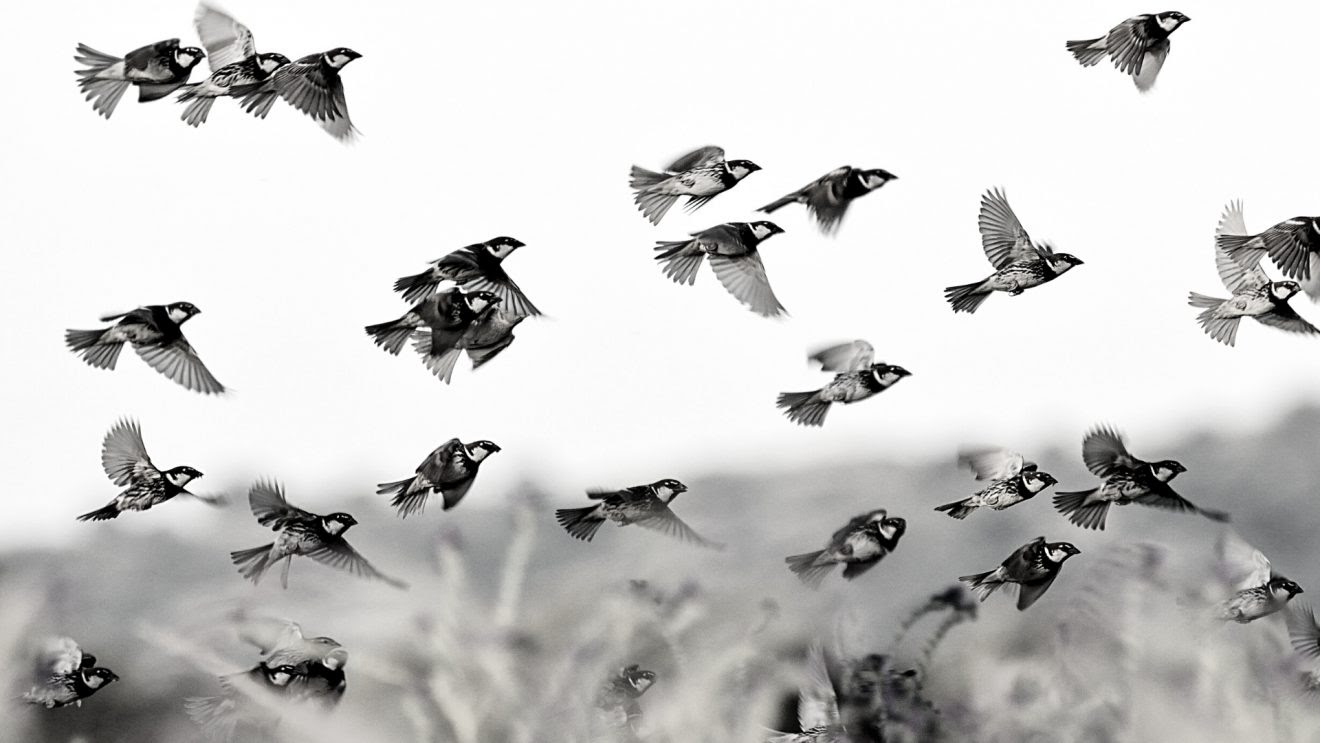 gorriones_volando