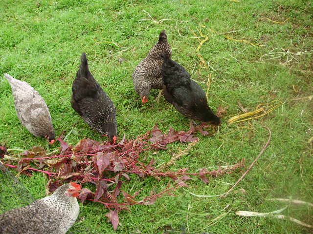 The girls enjoying purple Orach. They get all the scraps from the garden and turn it into beautiful eggs or compost material