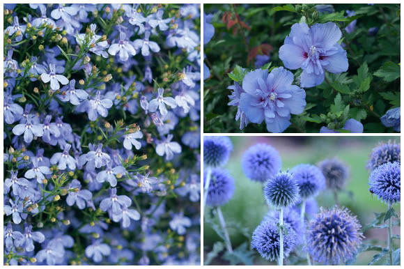 Blue flowers, lobelia, rose of Sharon, globe thistle