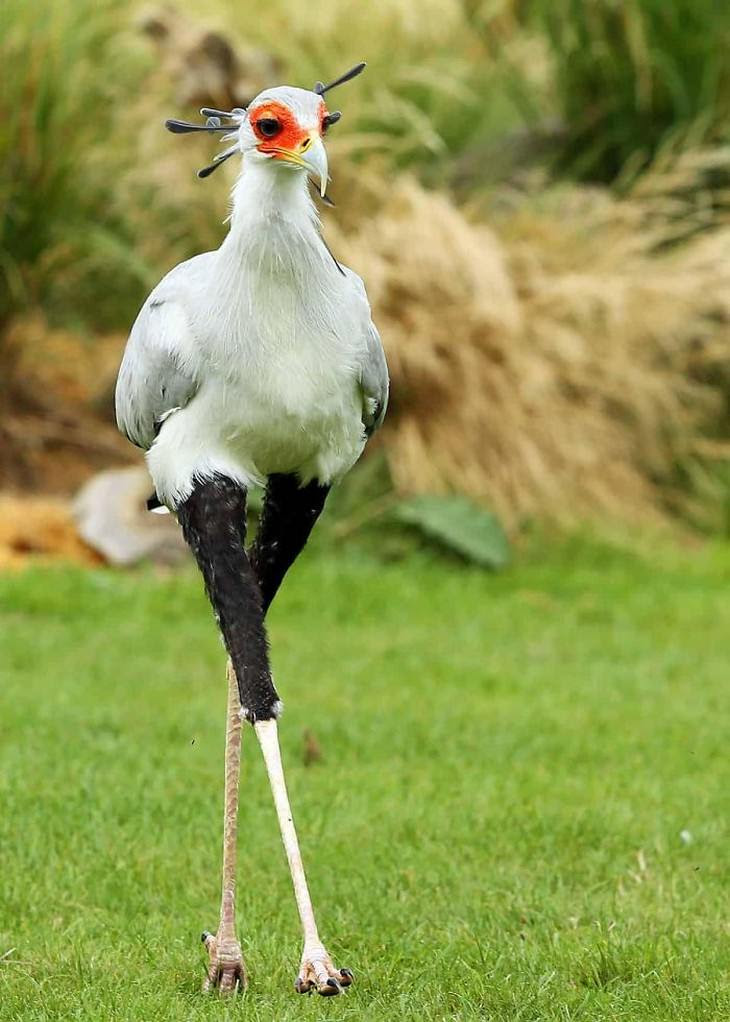 1. The Secretary Bird