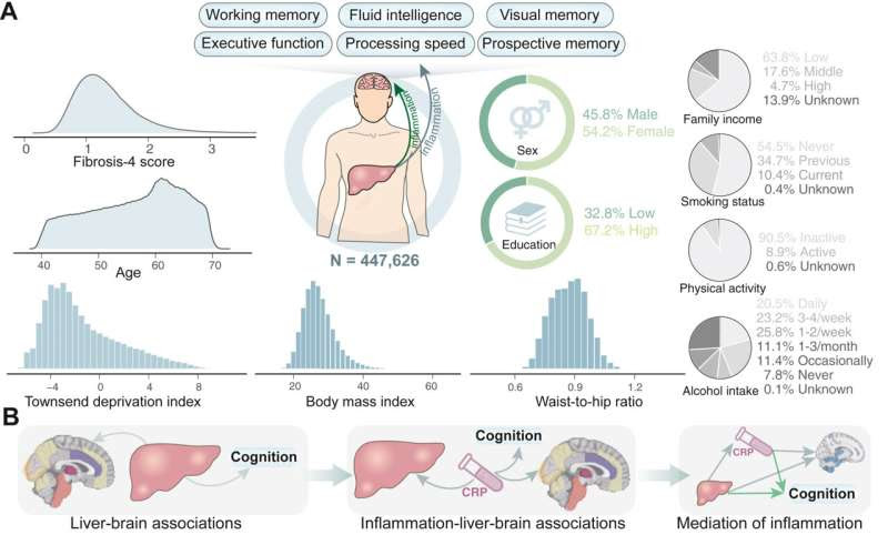 Liver fibrosis linked to reduced cognitive ability and brain volume