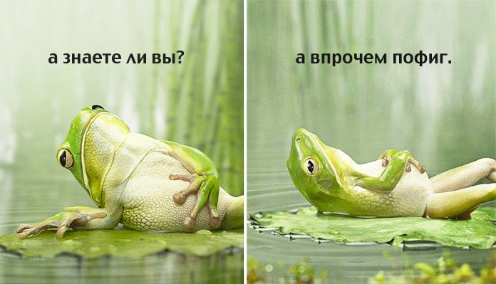 frog