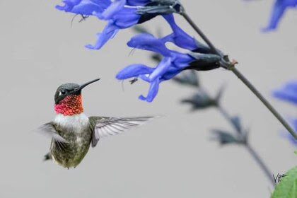 Hummingbird-Ruby-Red-Throat