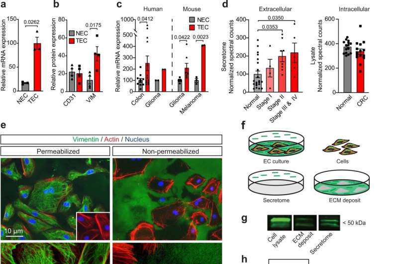 Vaccine targeting a protein found to be effective against many types of cancers in several animals