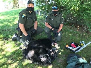 the sedated bear laying on the ground in front of two kneeling ecos with mouth coverings on