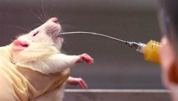 041123_drunk_rats_hmed4p.grid-6x2