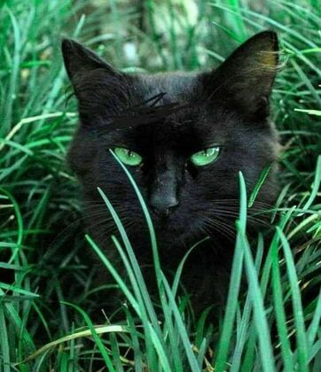 Cat-Black-Green-Eyes