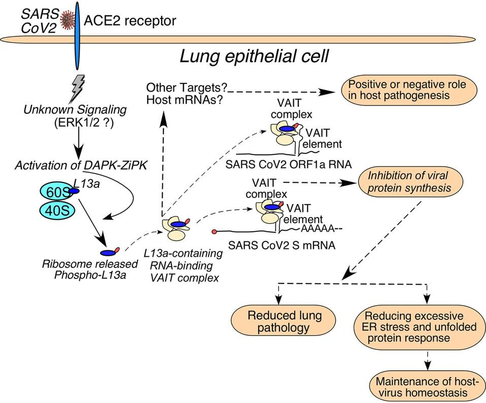 VAIT Pathway (full)