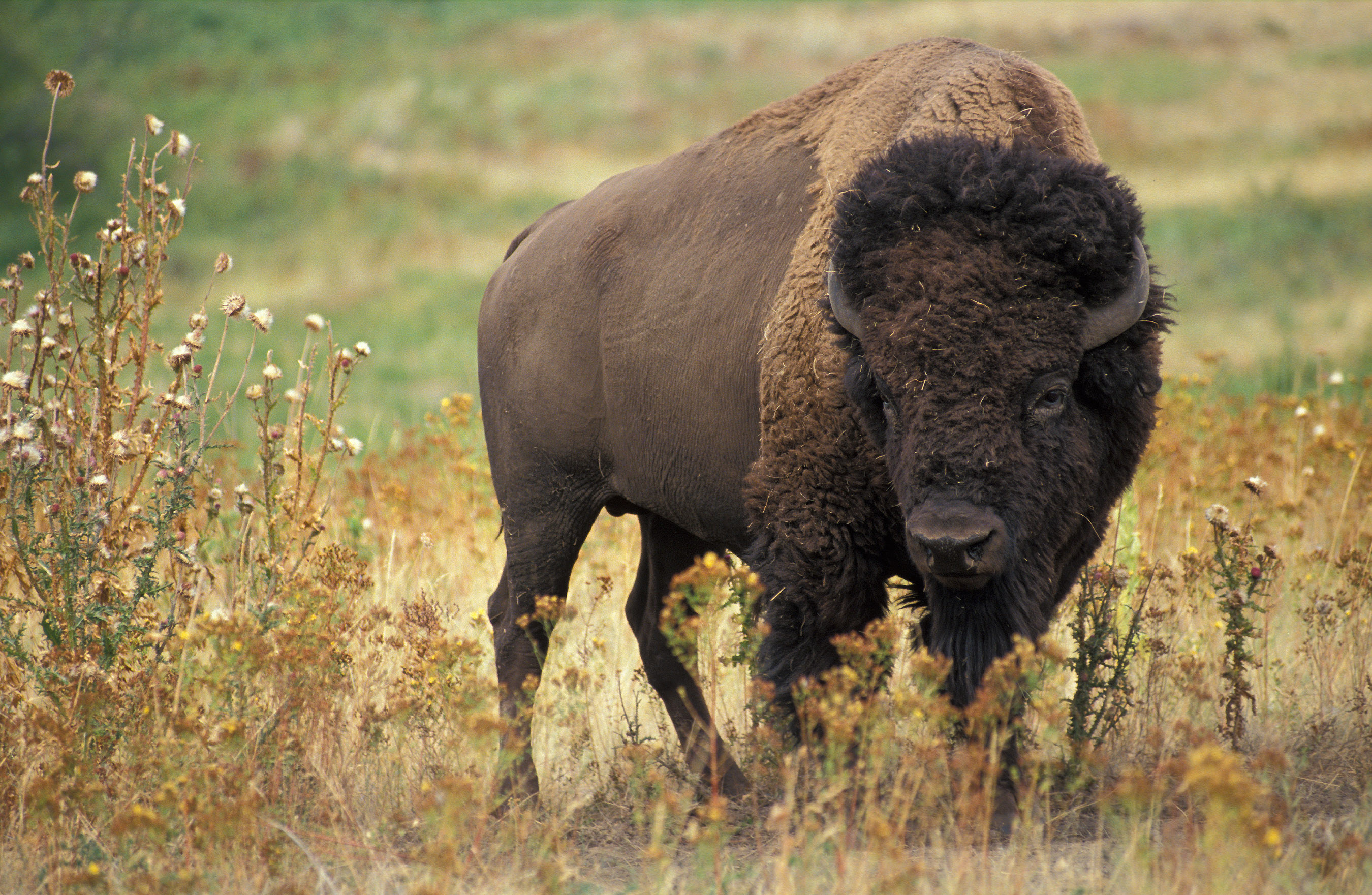 http://upload.wikimedia.org/wikipedia/commons/8/8d/American_bison_k5680-1.jpg