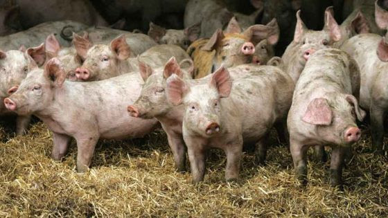 SHTFplan: OUTBREAK In Pigs: China’s First African Swine Fever Outbreak