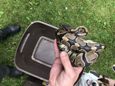 someone holding the ball python in their hand