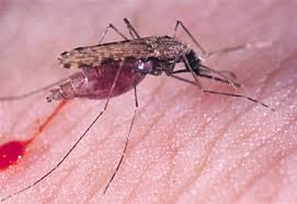 Resultado de imagem para malária