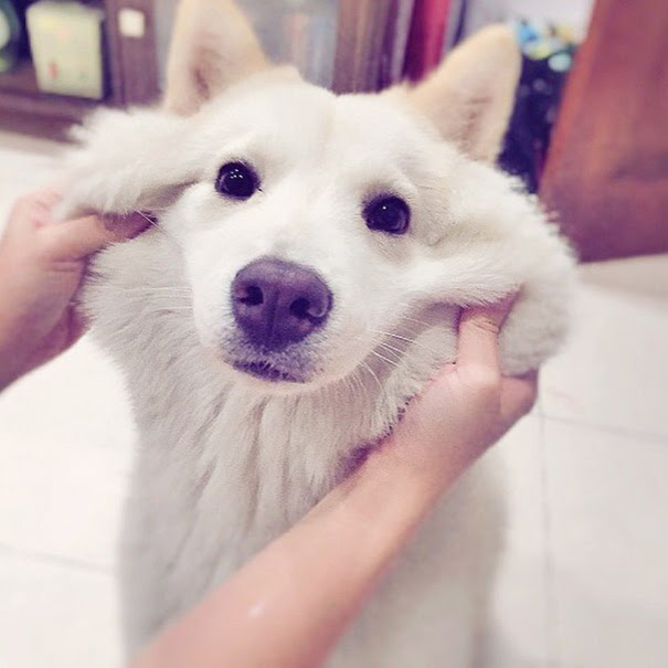 Chowsky (Chow Chow + Husky Crossbreed)