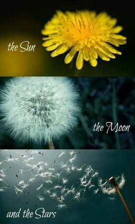 Dandelion-Sun-Moon-Stars