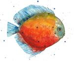 Discus Fish - Posted on Thursday, January 8, 2015 by Alison Fennell